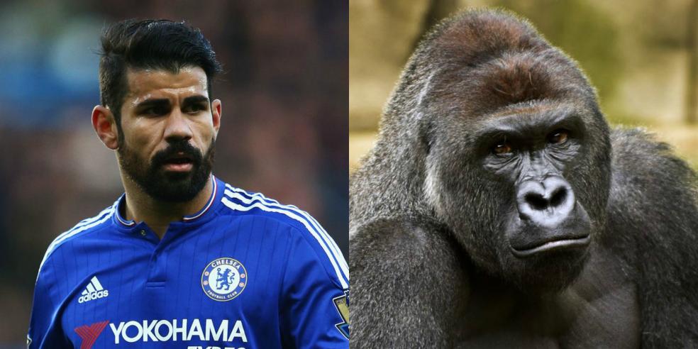 Diego Costa's animal look alike: a gorilla