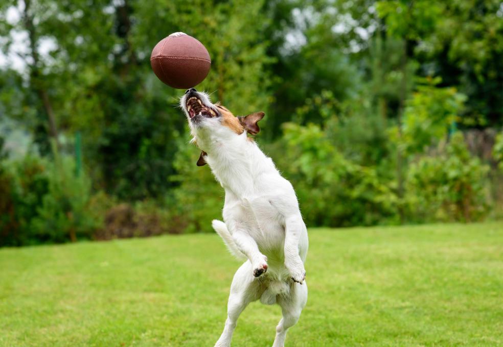 Football dog