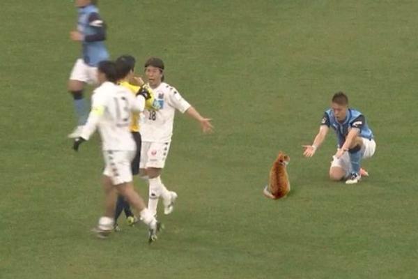 cat appears on the pitch