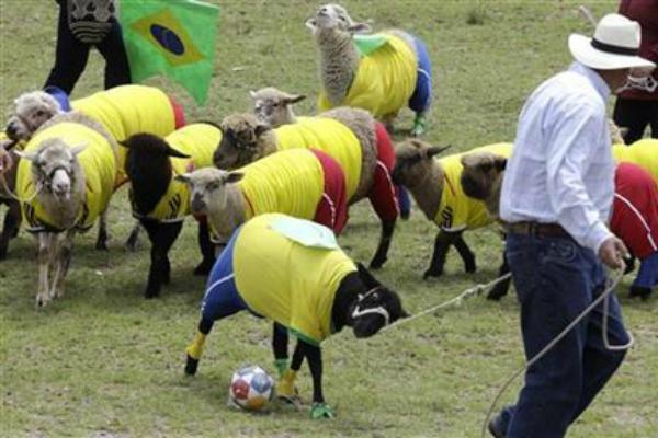 herd of sheep playing soccer