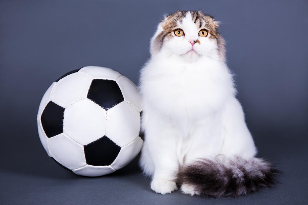 Soccer Cat British