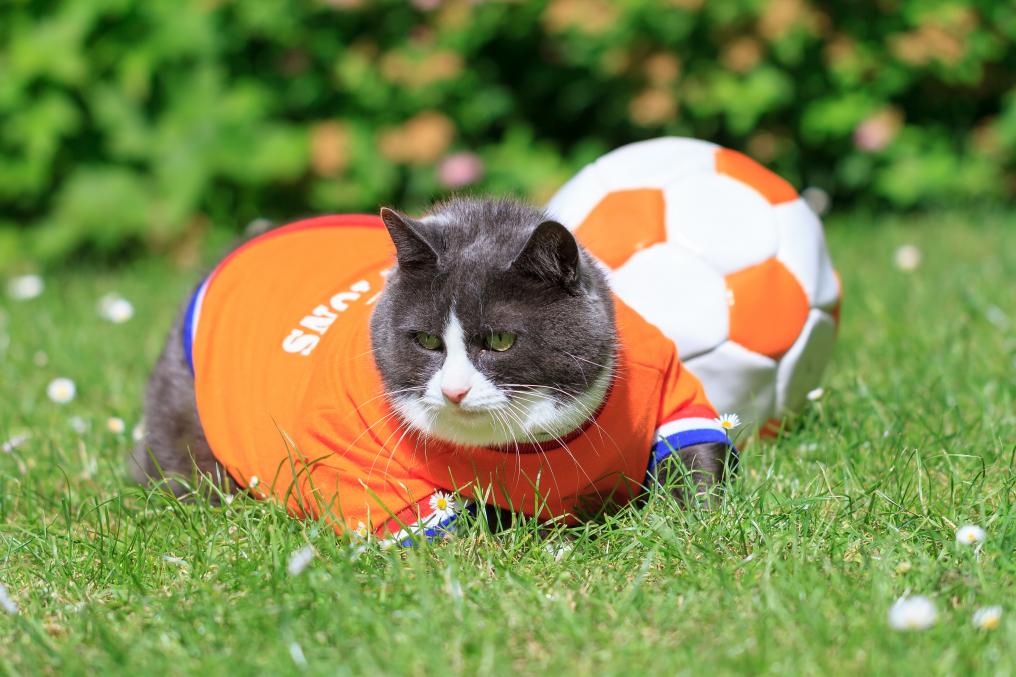 Soccer Cat Dutch
