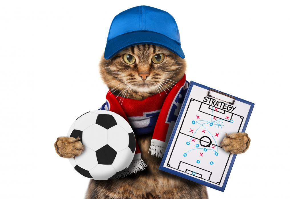 Soccer Cat Coach