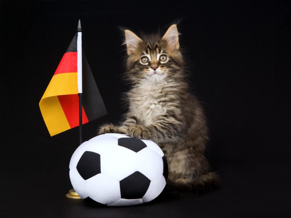 German Soccer Cat