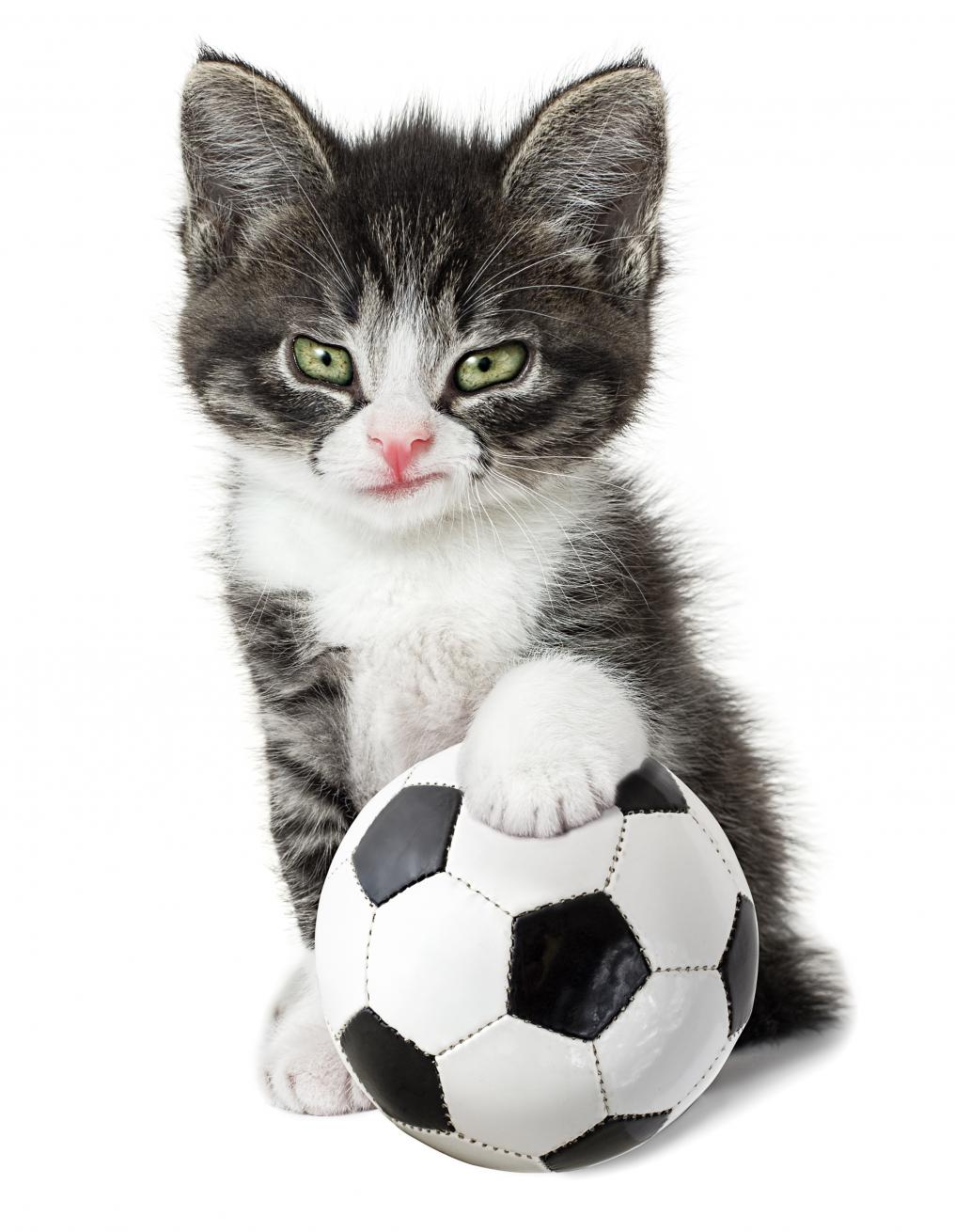 Soccer Cat Pulisic