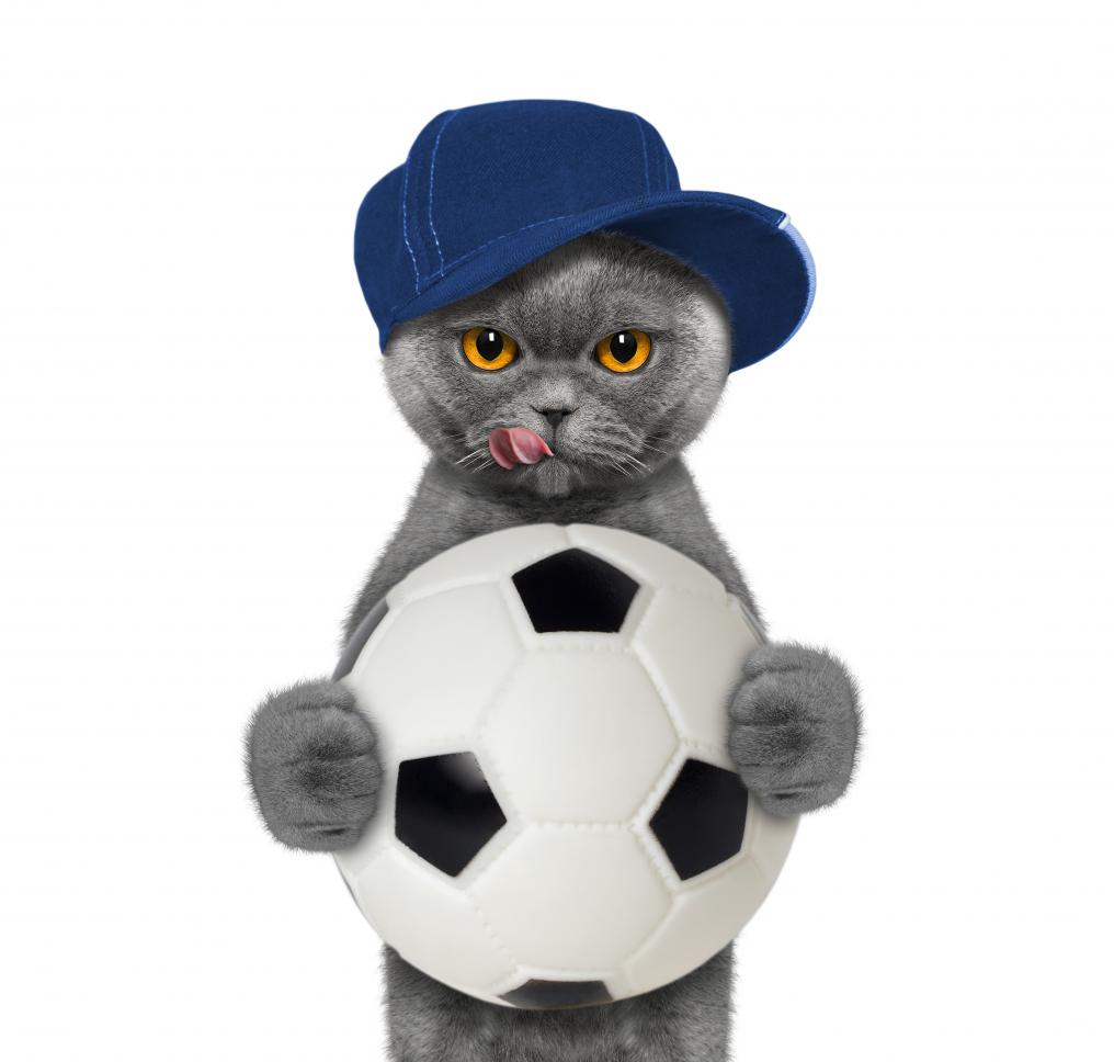 Soccer Cat