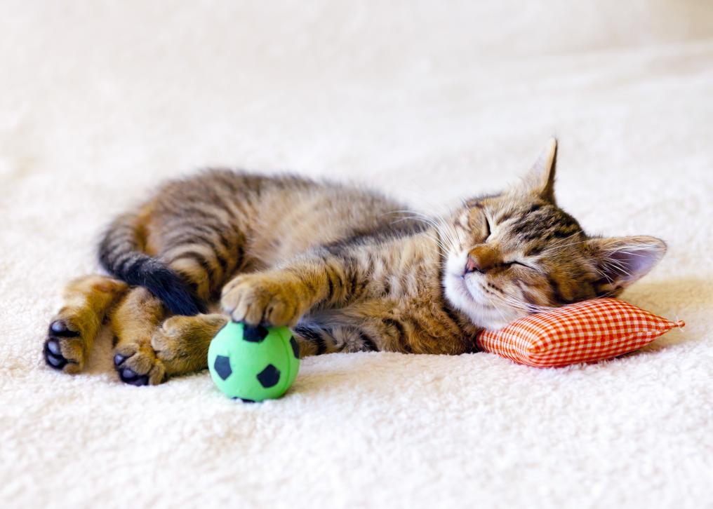 Soccer Cat Sleeping