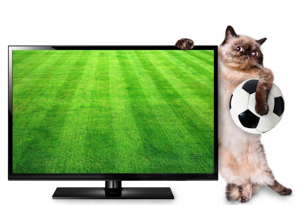 Soccer Cat TV
