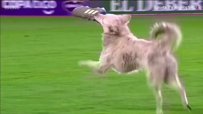 Pitch-invading dog