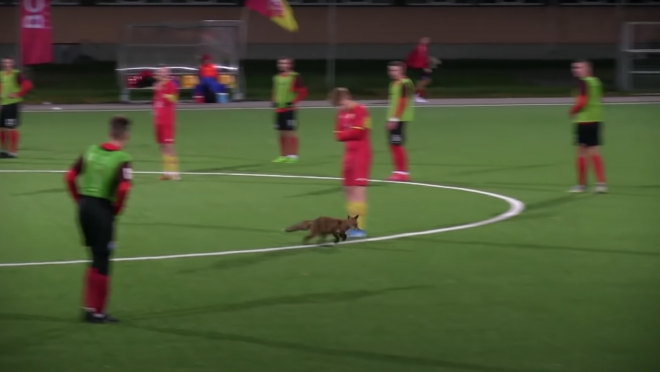 Fox On Pitch