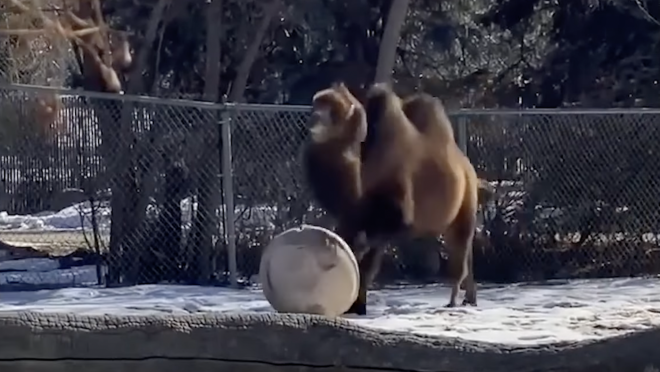 Camel Playing Soccer