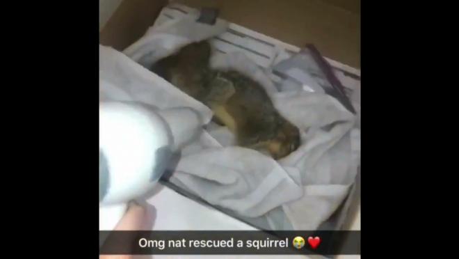 Natalie Belsito rescued a squirrel
