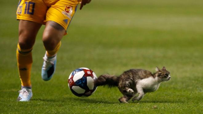 Cat on the pitch