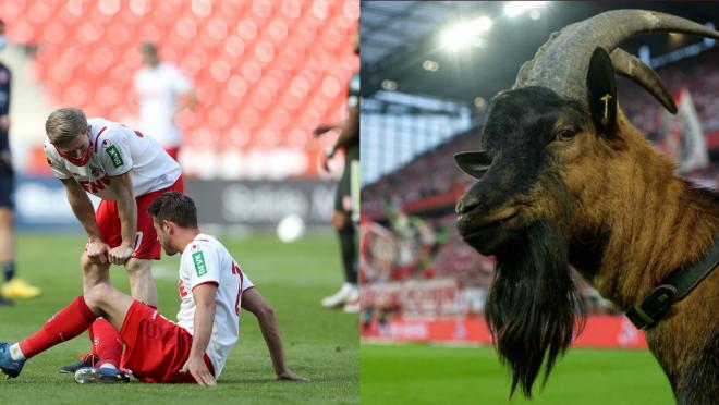 FC Cologne goat Hennes