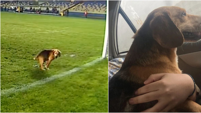 Dog Poops On Pitch