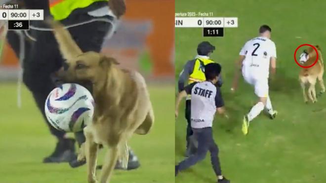 Pitch-invading dog steals ball