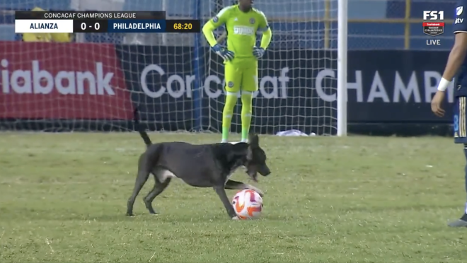 Concacaf Champions League dog invasion
