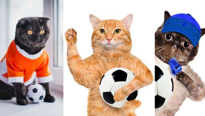 Soccer Cat Photos