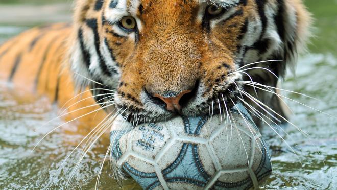 Tiger with soccer ball