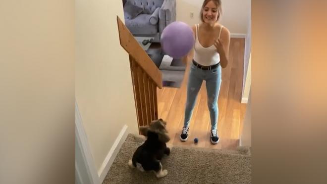 Woman passes ball to dog
