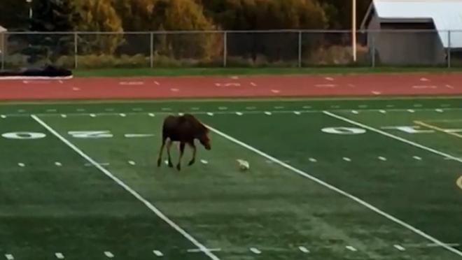 Moose Plays Soccer
