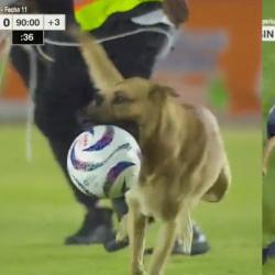 Pitch-invading dog steals ball
