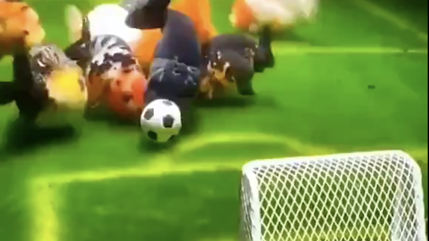 Animals Playing Soccer Is The Best Thing You'll See Today