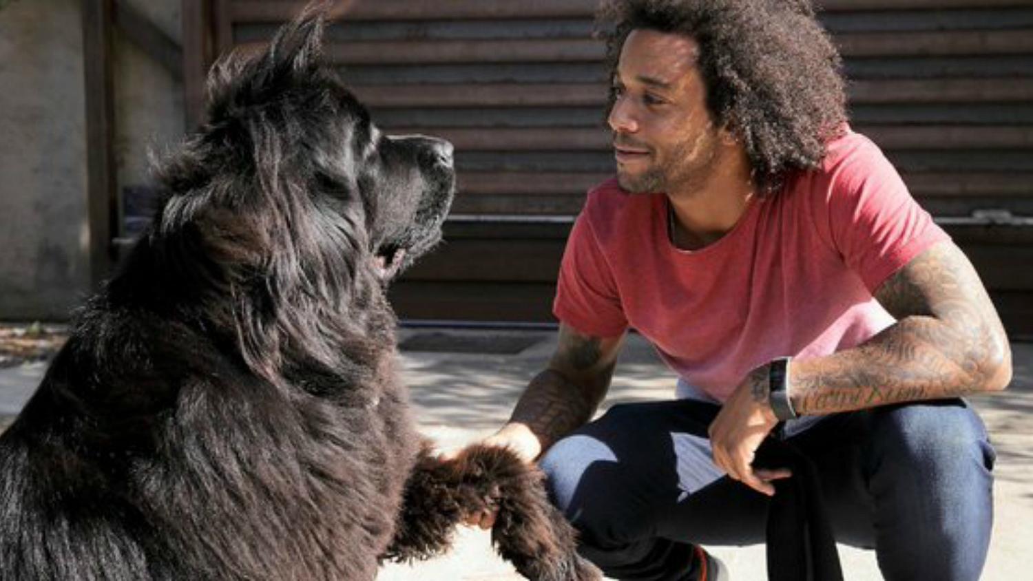 Footballers with animals on X: Memphis Depay hugging a dog   / X