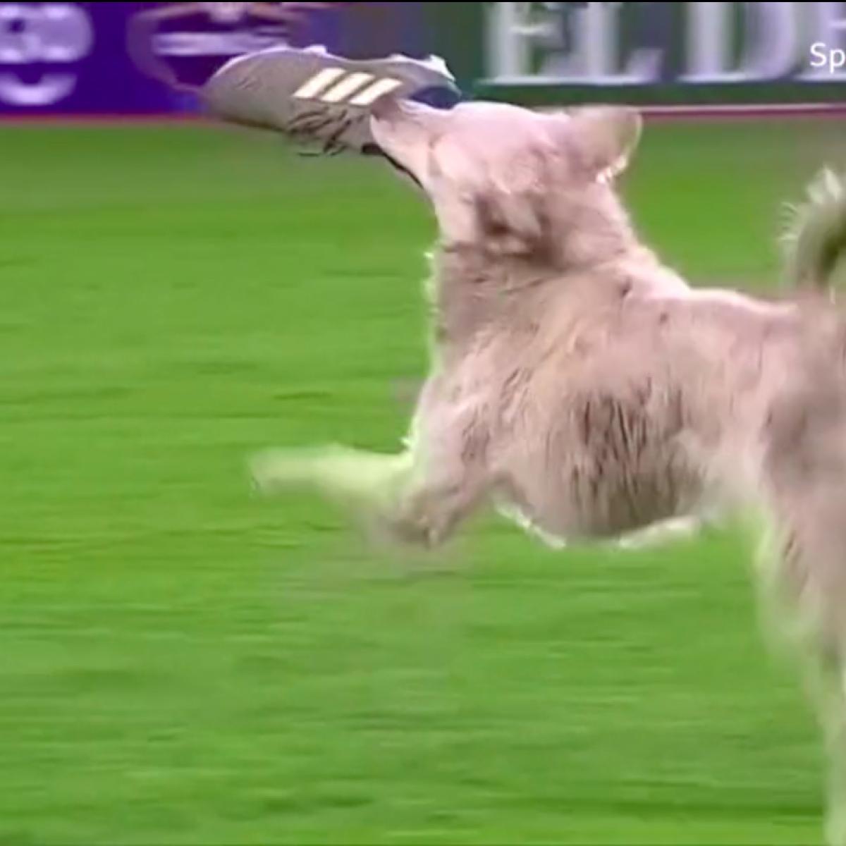 Pitch-invading dog