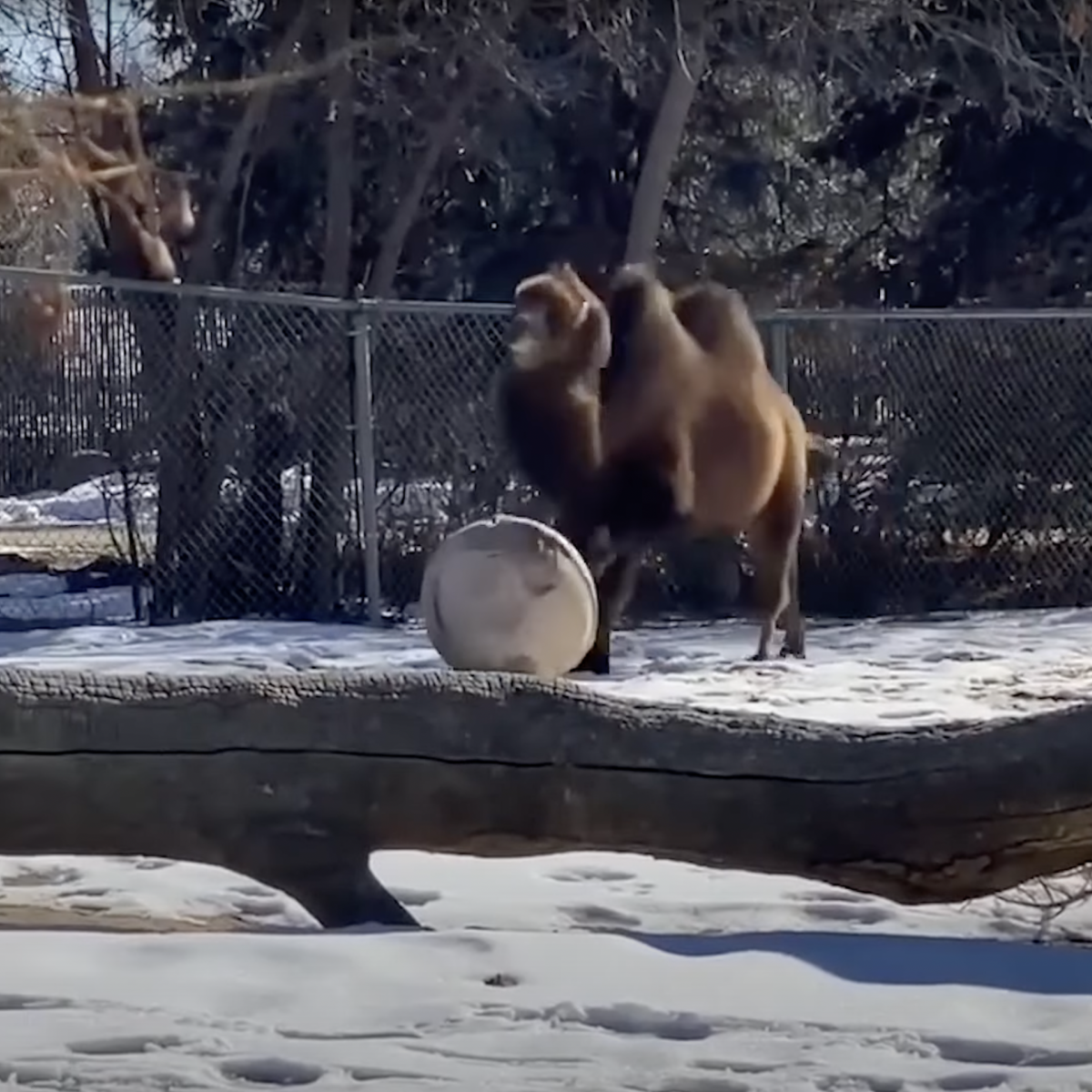 Camel Playing Soccer