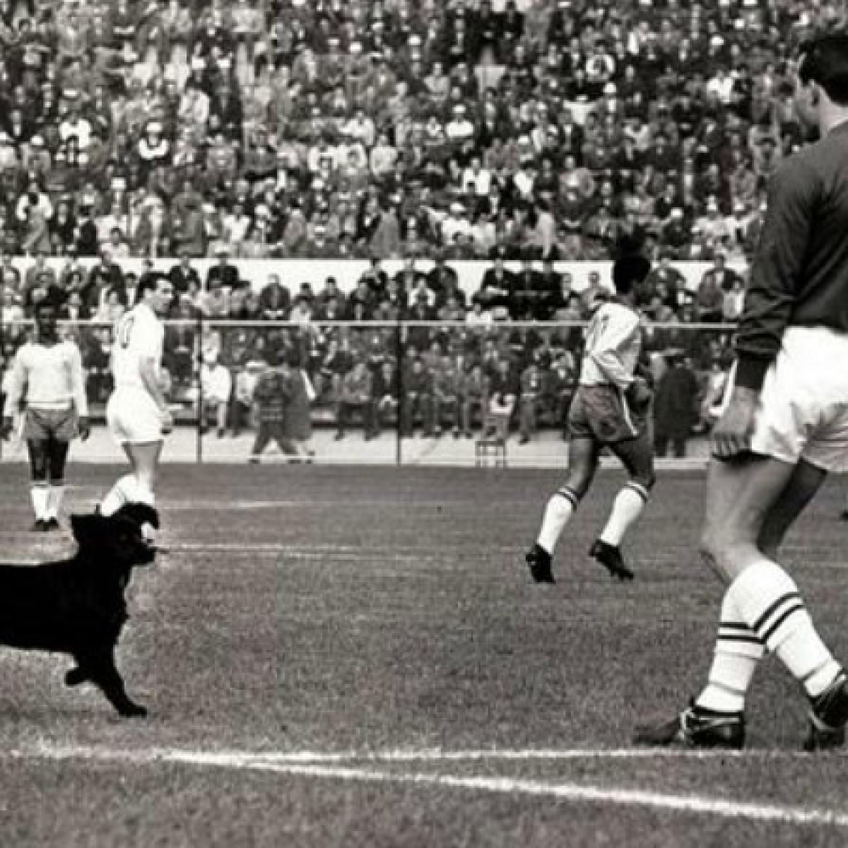 1962 World Cup dog