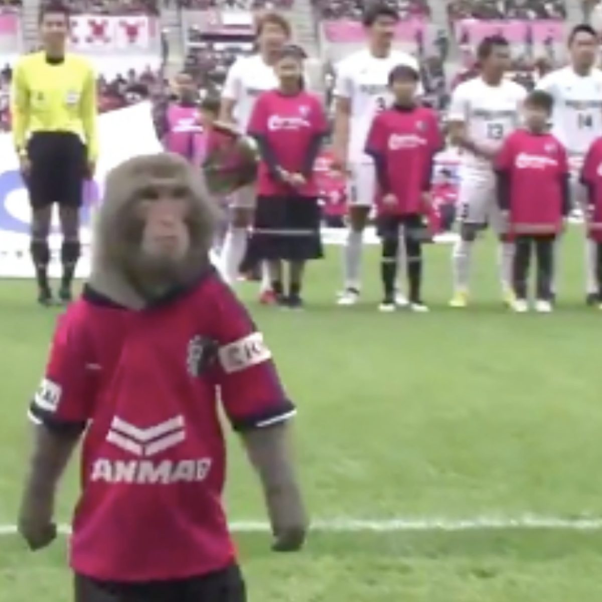 Soccer monkey