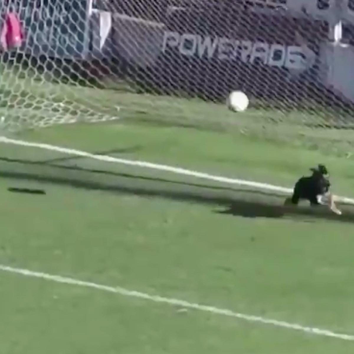 Dog saves goal