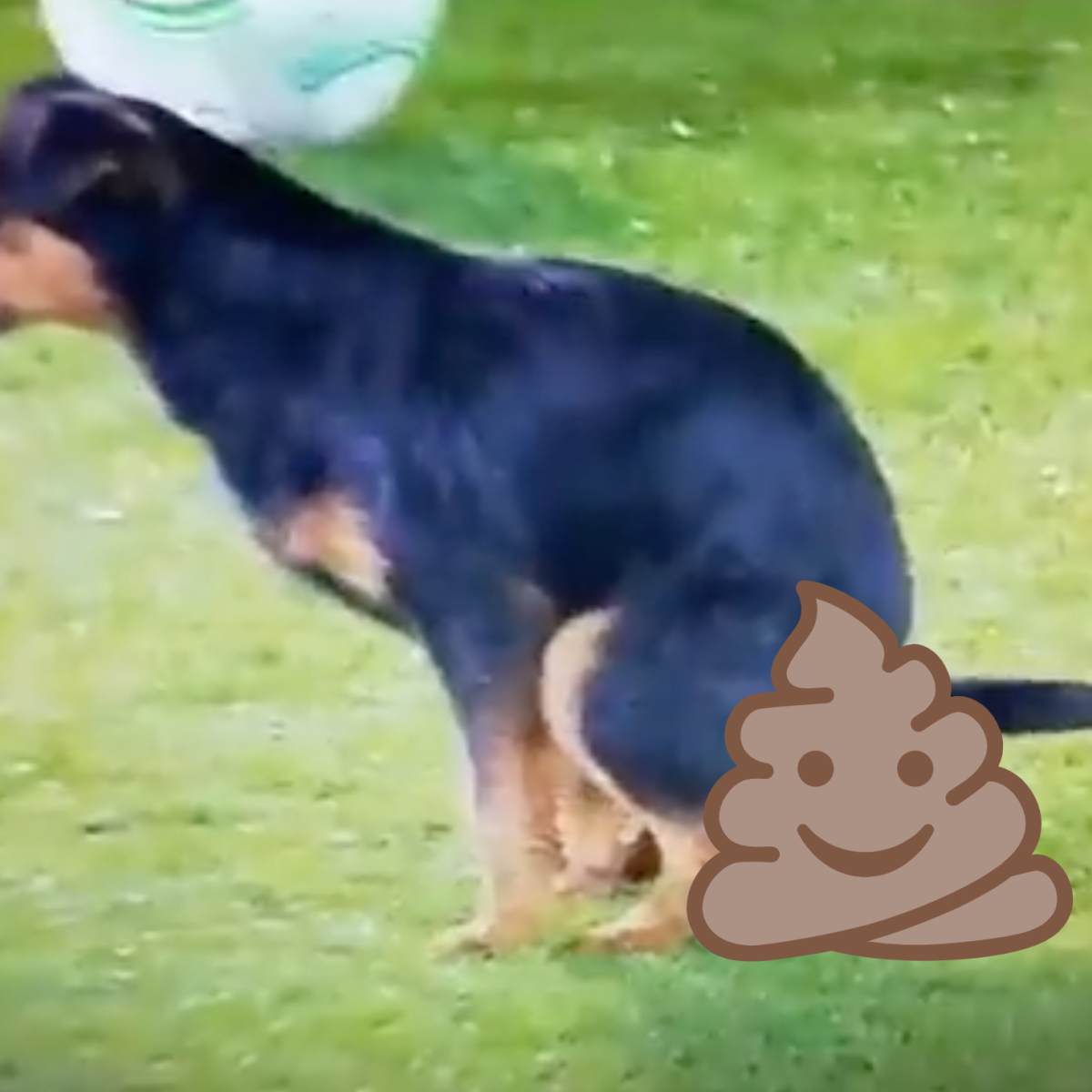 Dog Poops On Europa Conference League