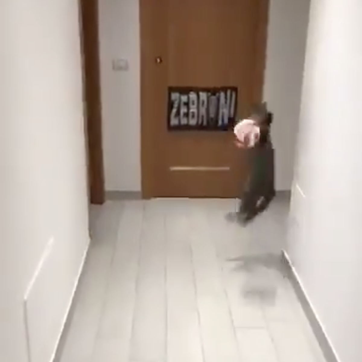 cat playing goalkeeper