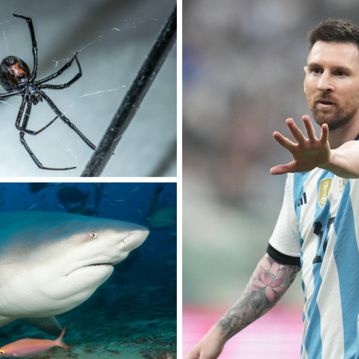 Florida most dangerous animals
