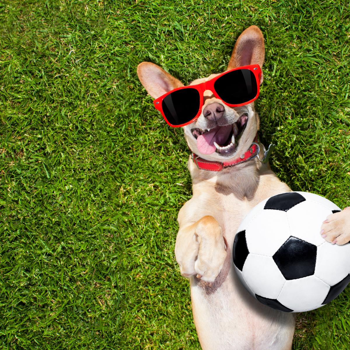 Tribunas para perros en Estadio La Corregidora