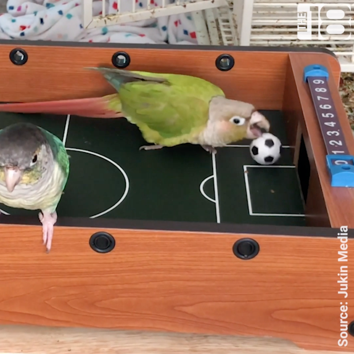 Parrot Soccer