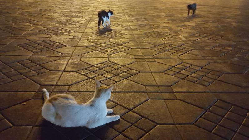 Cats of Marrakech
