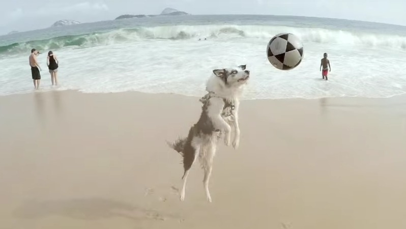 juggling dog