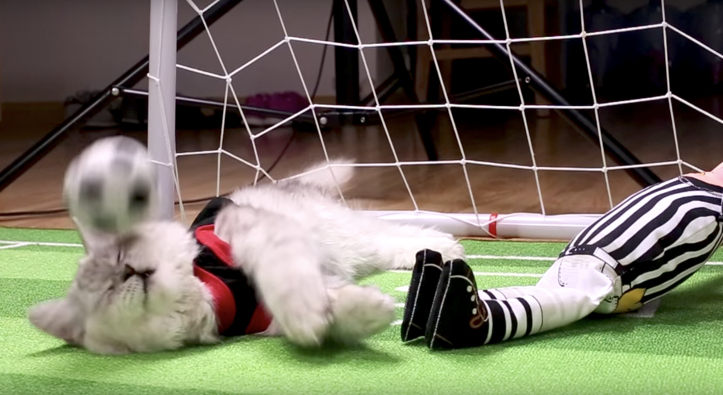 cat soccer ball